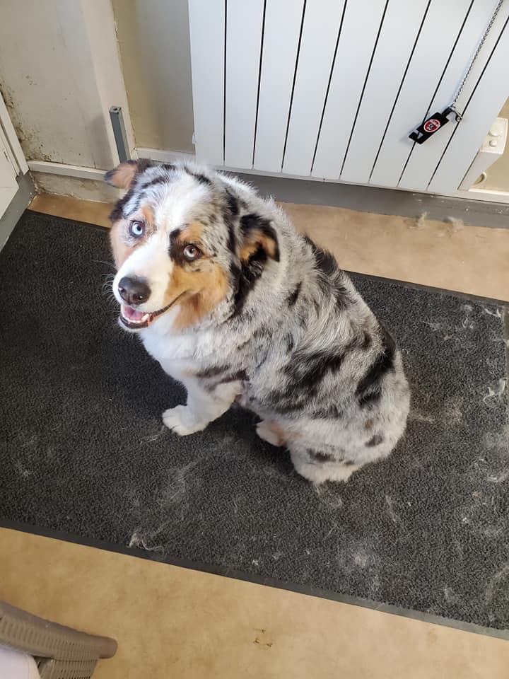 Toilettage berger australien