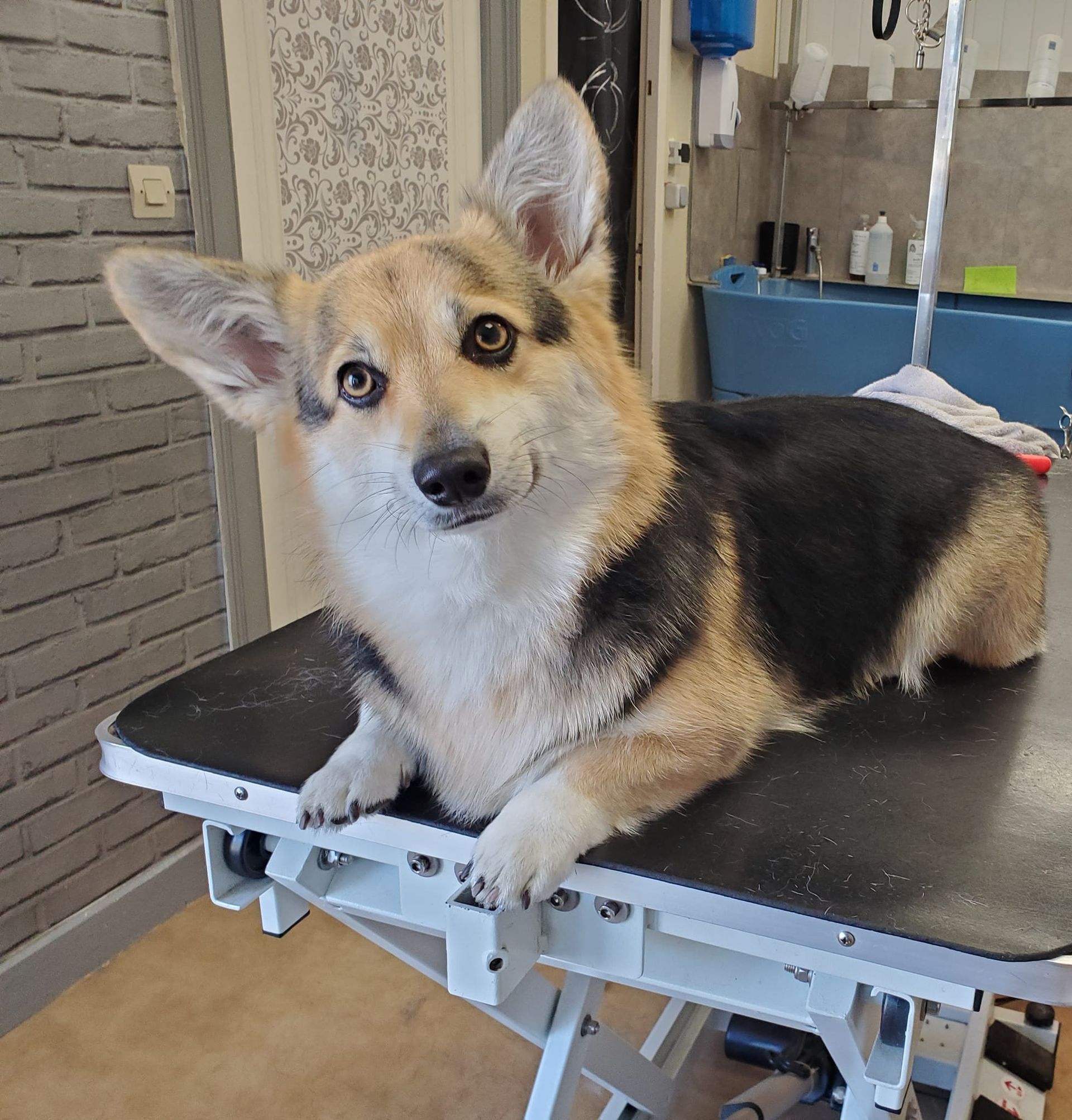 Chien taille moyenne toilettage