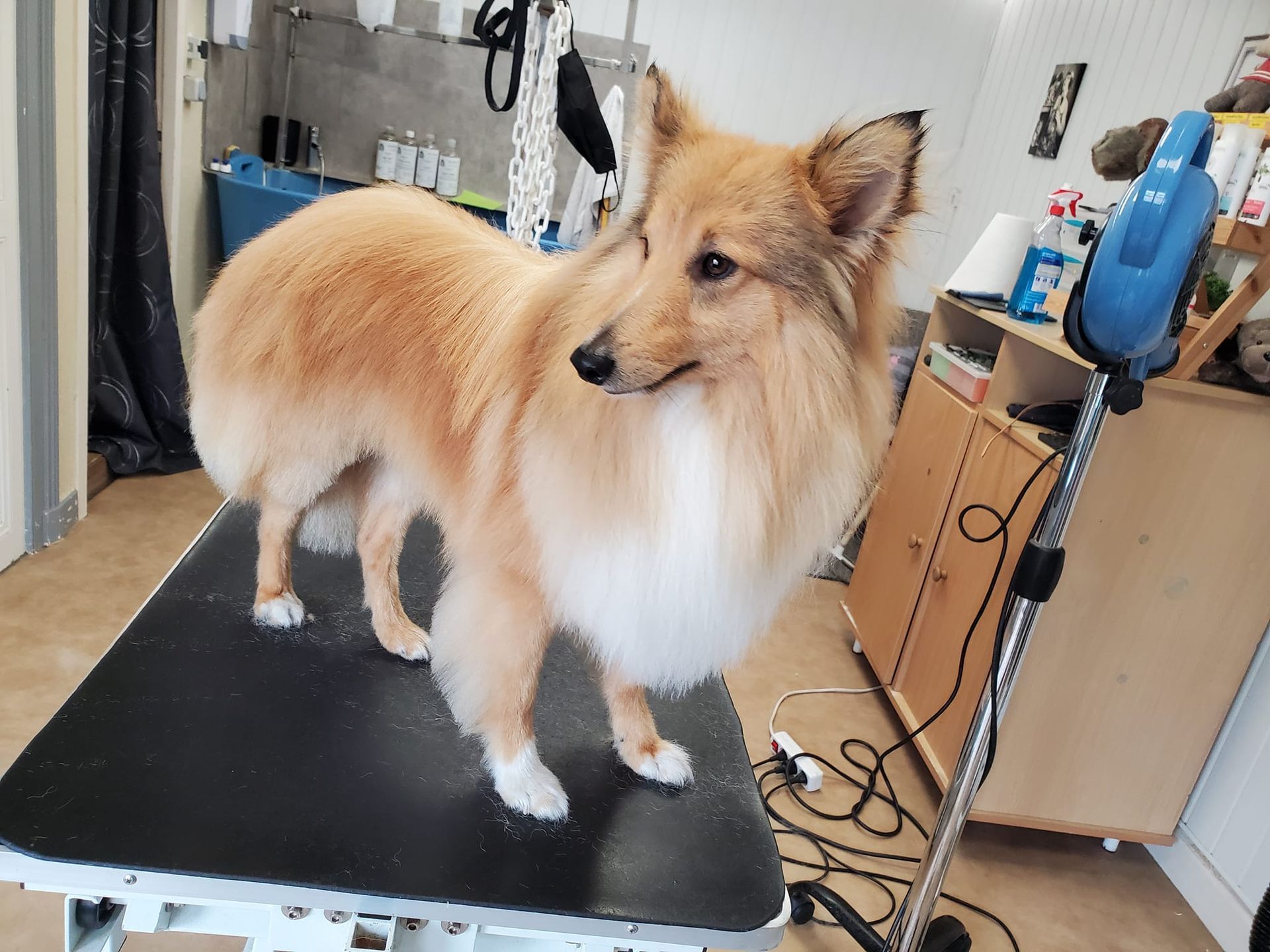 Toilettage chien châtain