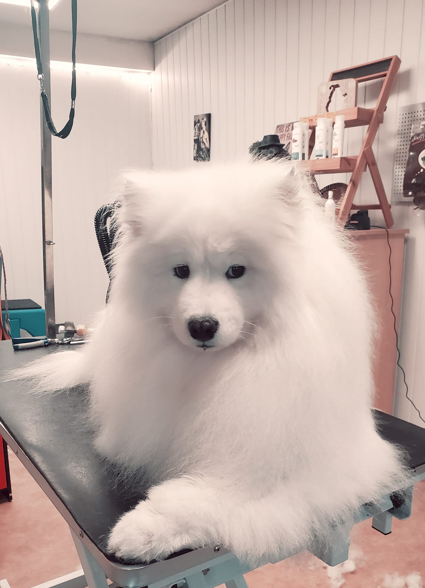 Toilettage samoyède blanc