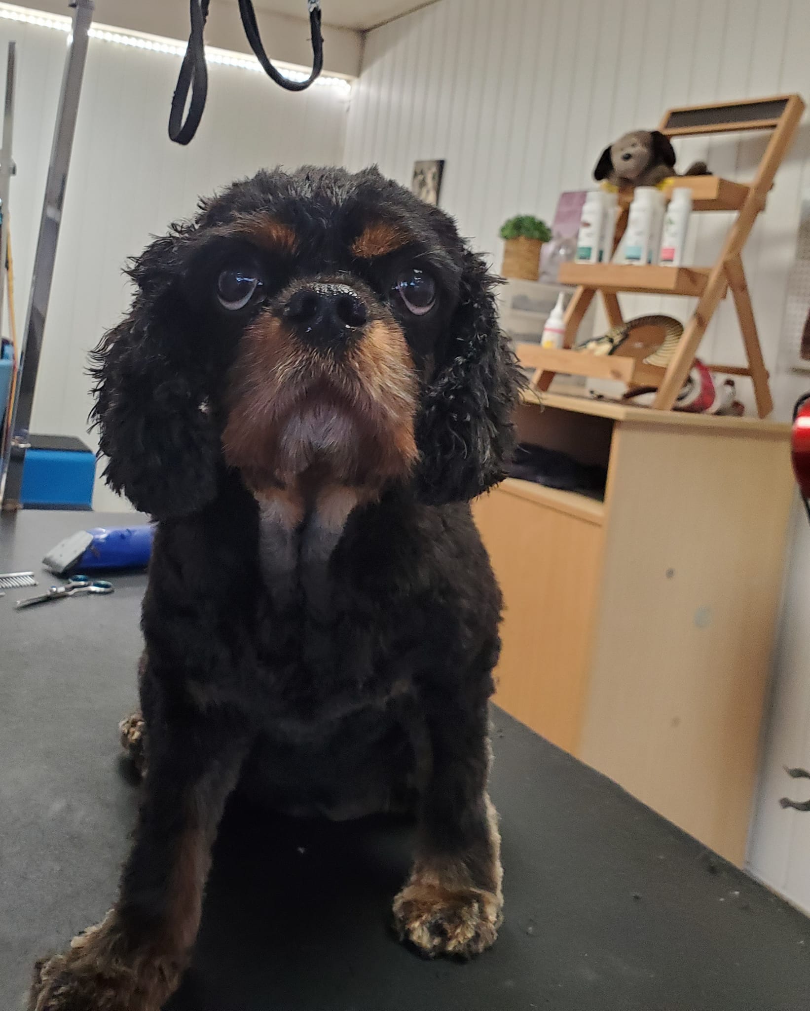 Toilettage petit chien noir