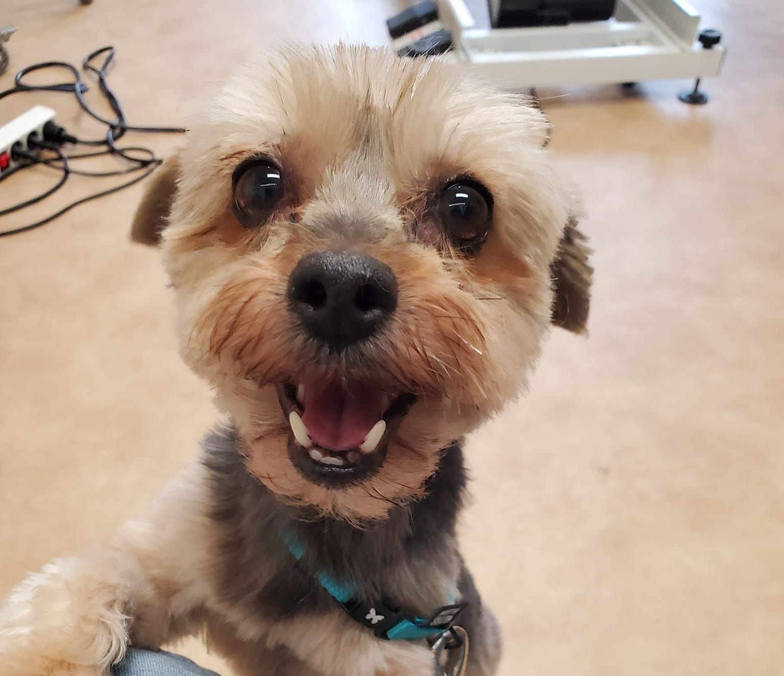 Petit chien toilettage