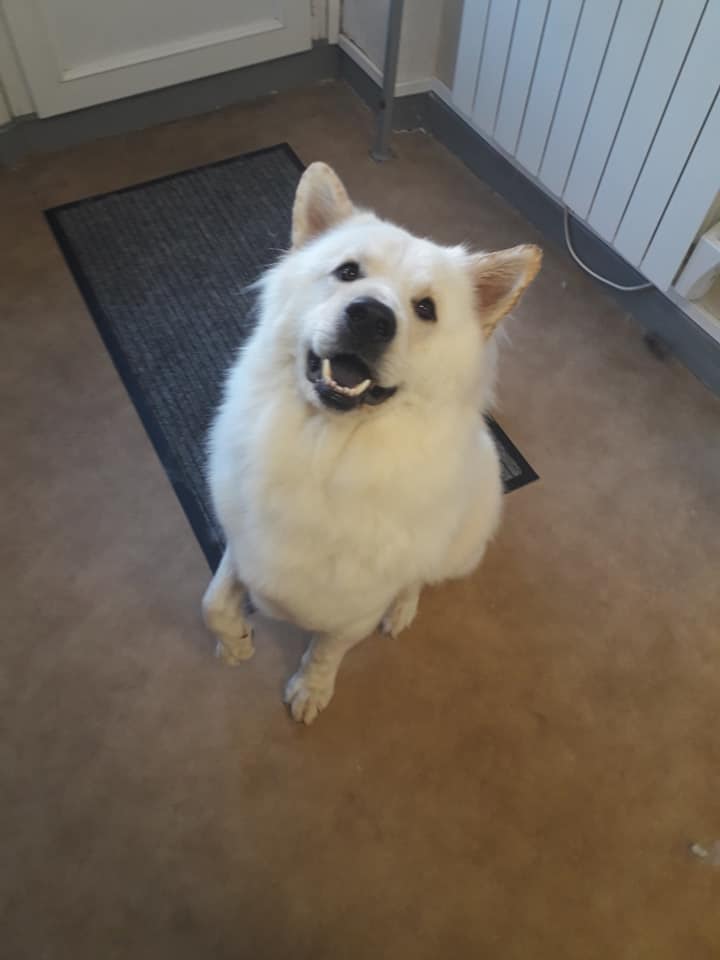 Samoyède toilettage