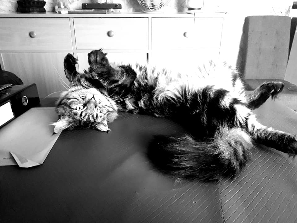 Chat allongé sur le dos
