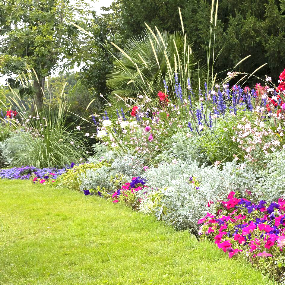 Bordure de jardin fleurie et colorée, avec massifs et des fleurs violettes, roses, blanches et rouges.