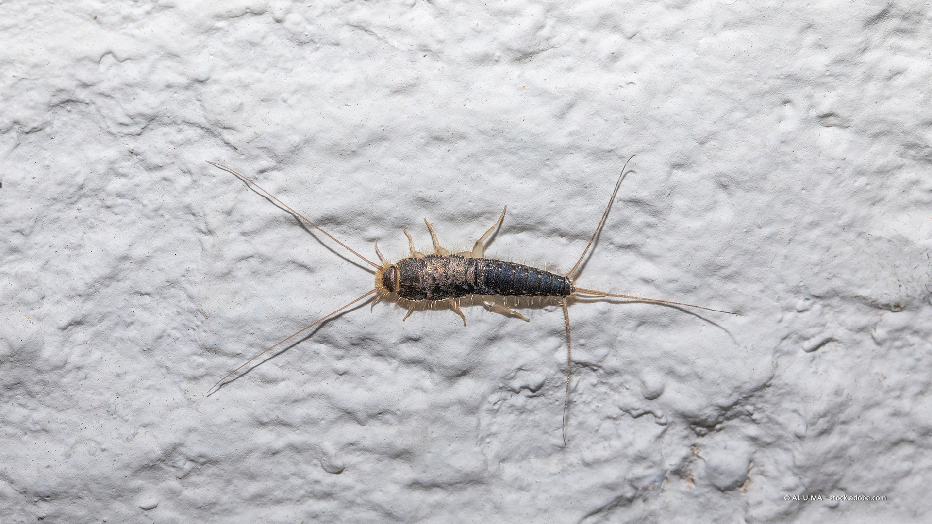 Silberfischchen mit Fühlern und schwanzartigen Anhängseln auf weißem Hintergrund.