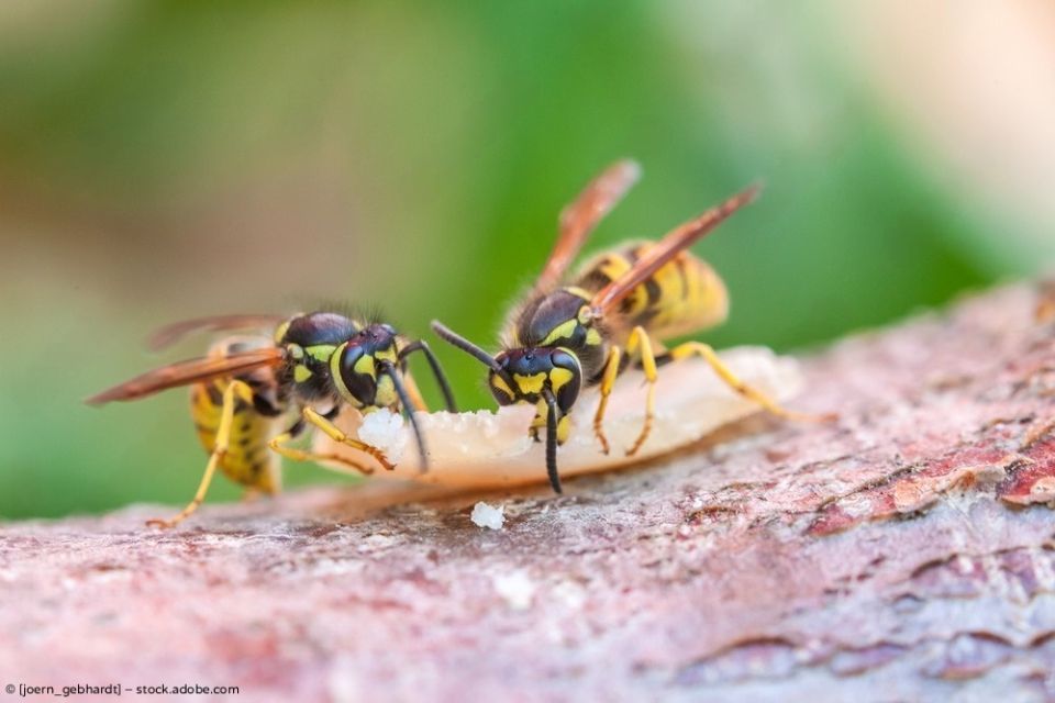 Eine Person in weißem Schutzanzug versprüht Insektizid in der Nähe eines Fensters.