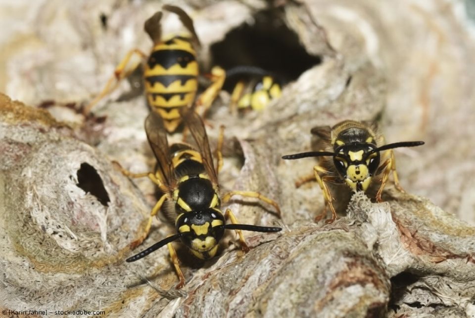 Ein Schädlingsbekämpfer versprüht Insektizid an einer Wand. Er trägt eine Maske und Schutzausrüstung.