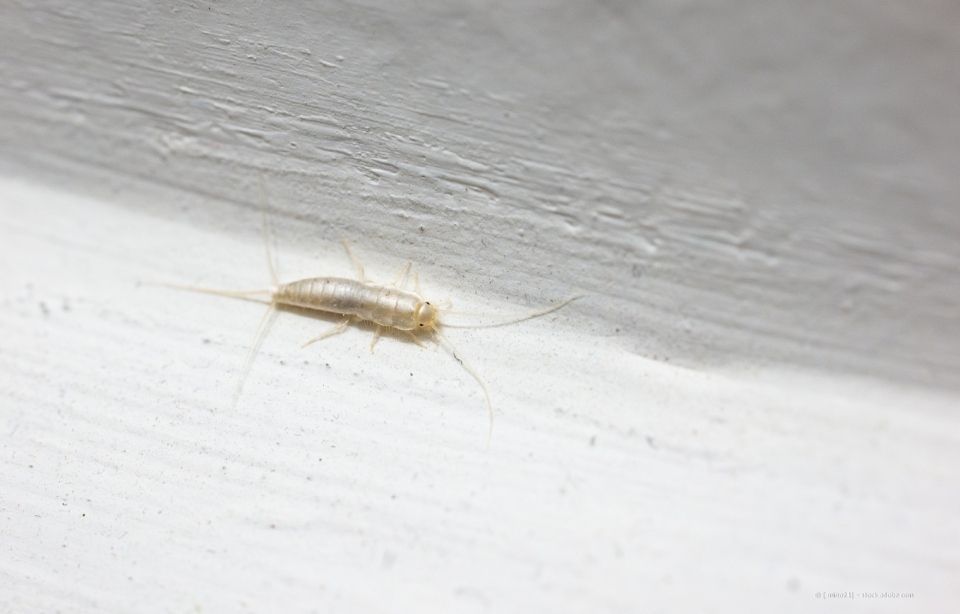 Silberfischchen auf einer weißen Wand.