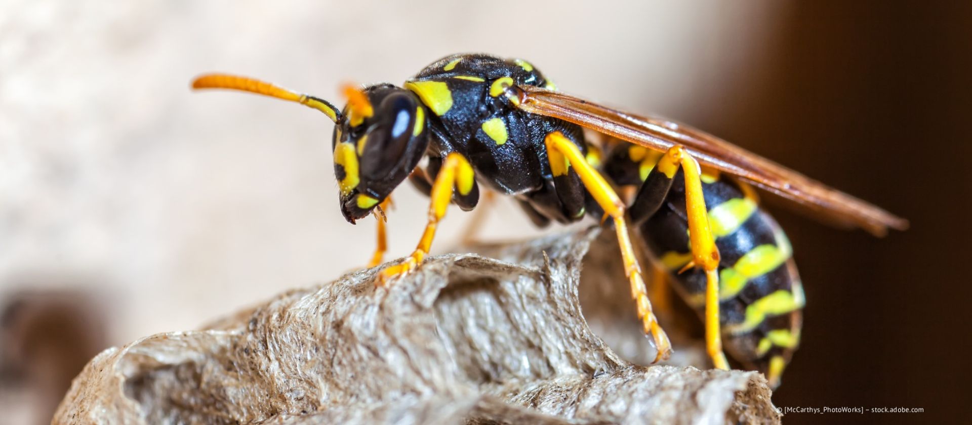 Eine gelb-schwarze Wespe ruht auf einem grauen Nest vor braunem Hintergrund.