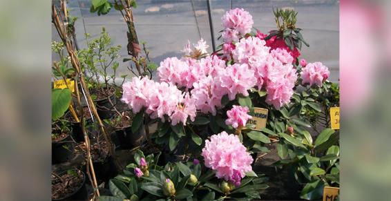 Rhododendron en conteneur
