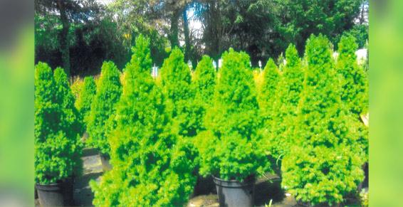 Conifères d'ornement, Picea glauca conica en culture