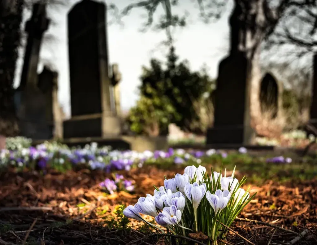 Weiße und violette Krokusse blühen auf einem Friedhof, im Hintergrund sind Grabsteine zu sehen.