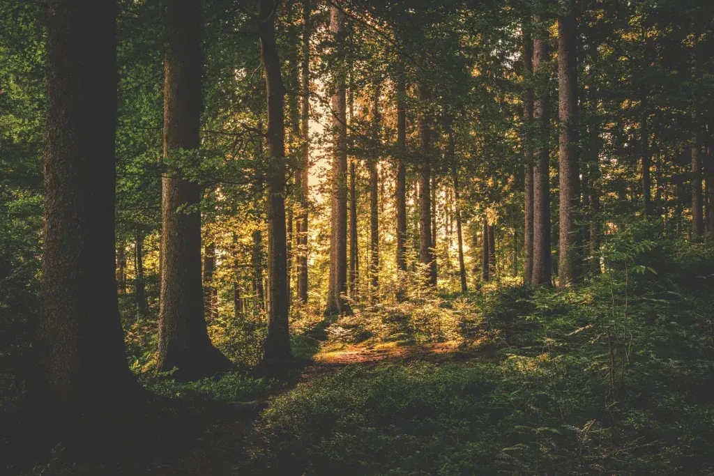 Sonnenlicht strömt durch die Bäume eines üppigen Waldes und erhellt das grüne Unterholz.