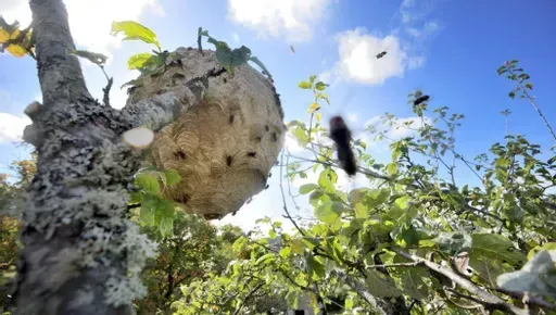 Nid de guêpes dans un arbre, avec des guêpes volant autour sur un ciel bleu.