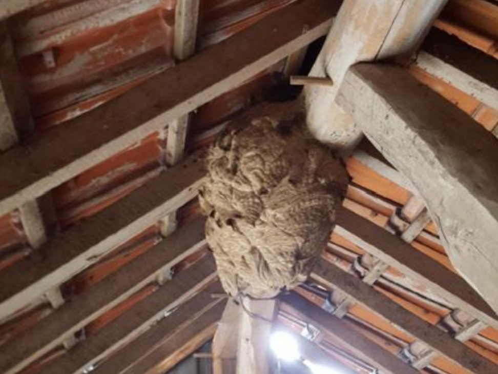 Gros nid de guêpes construit dans un grenier en bois, niché entre les poutres et les tuiles du toit.