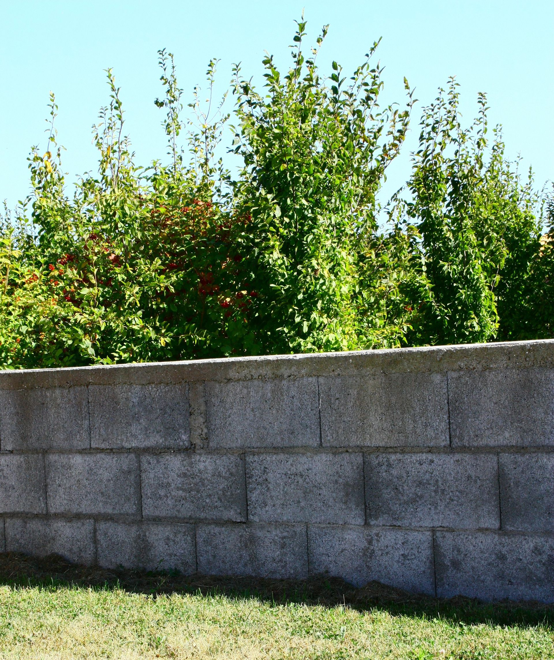 Mur de pierre avec végétation verte et ciel bleu.