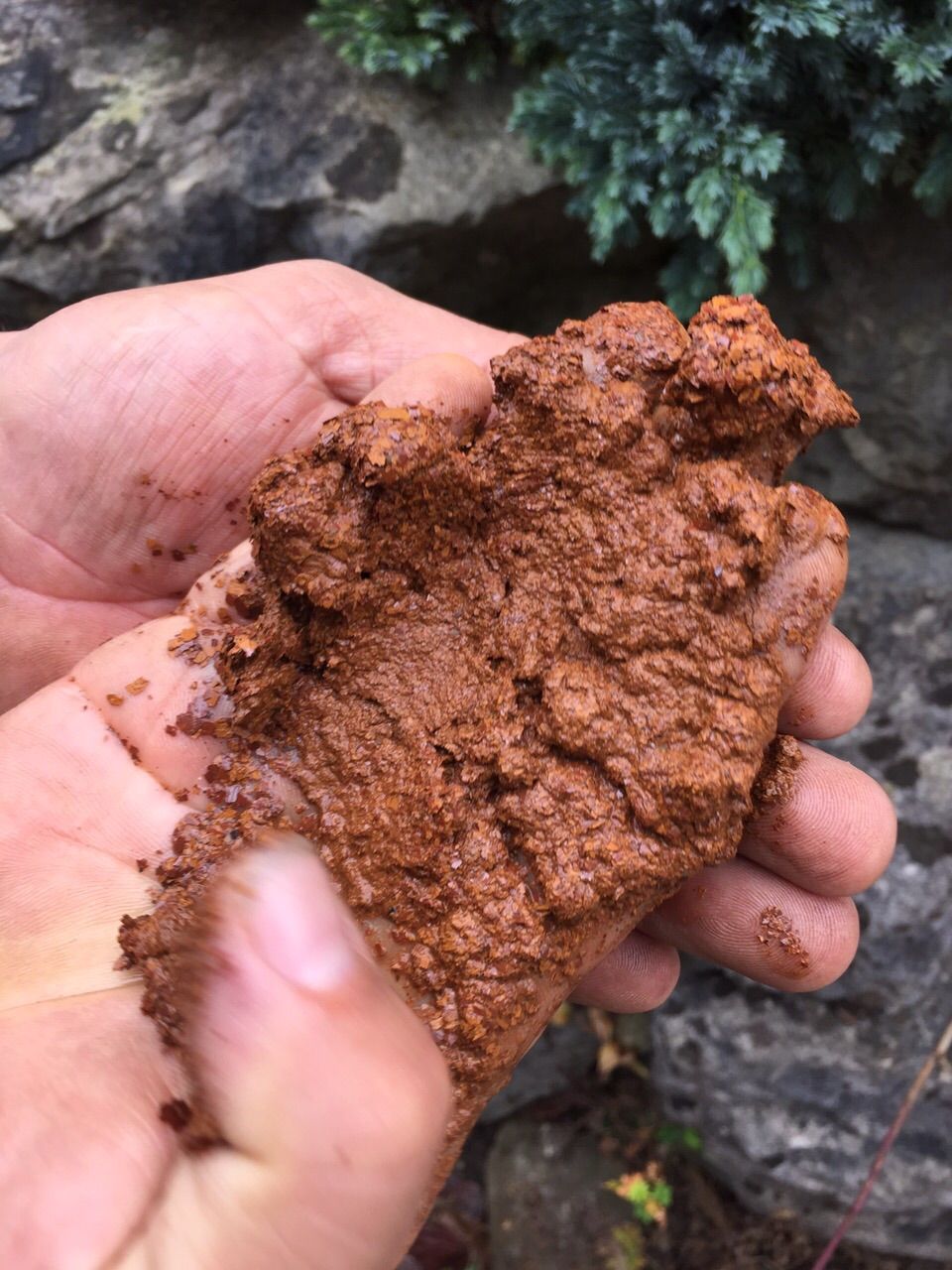 Rohrreinigung - FSchweri - Wald