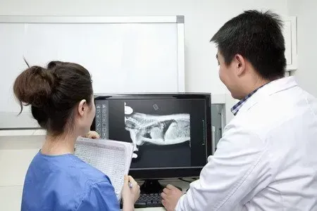 Un médecin et une infirmière regardant une radio