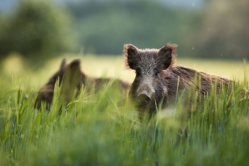 Zwei Wildschweine in hohem Gras