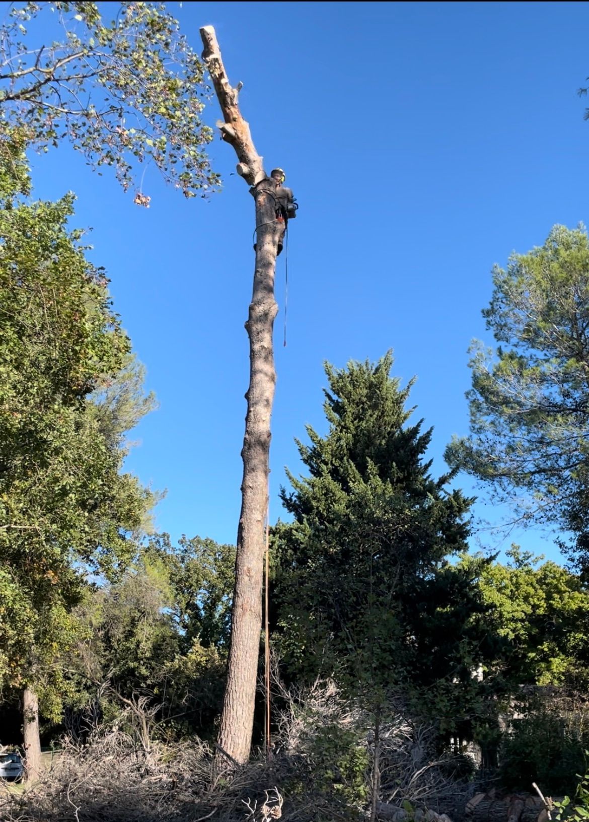 Abattage d'arbre avec toutes les branches retirées