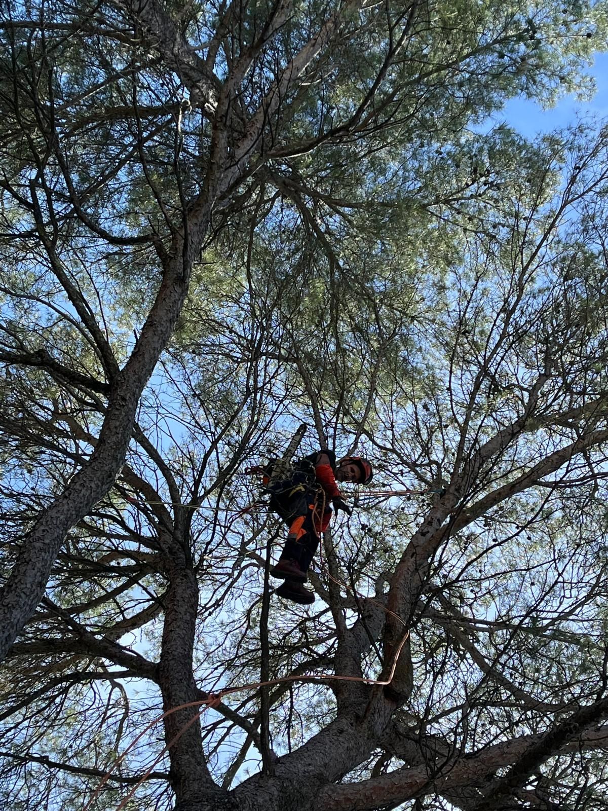 Élagage d'un arbre pour une meilleure croissance par notre arboriste-grimpeur