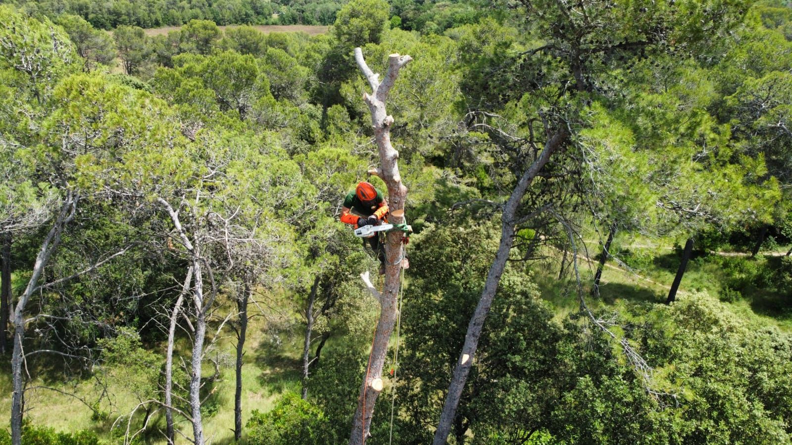 Démontage d'un arbre tronçon par tronçon par notre élagueur-grimpeur