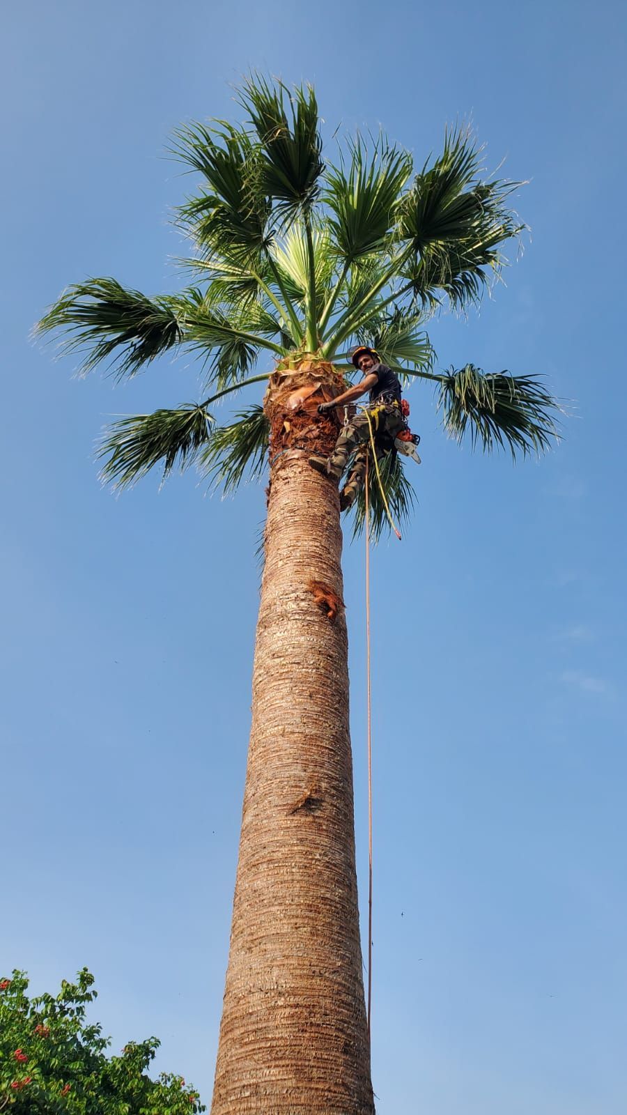 Intervention sur un palmier pour un élagage