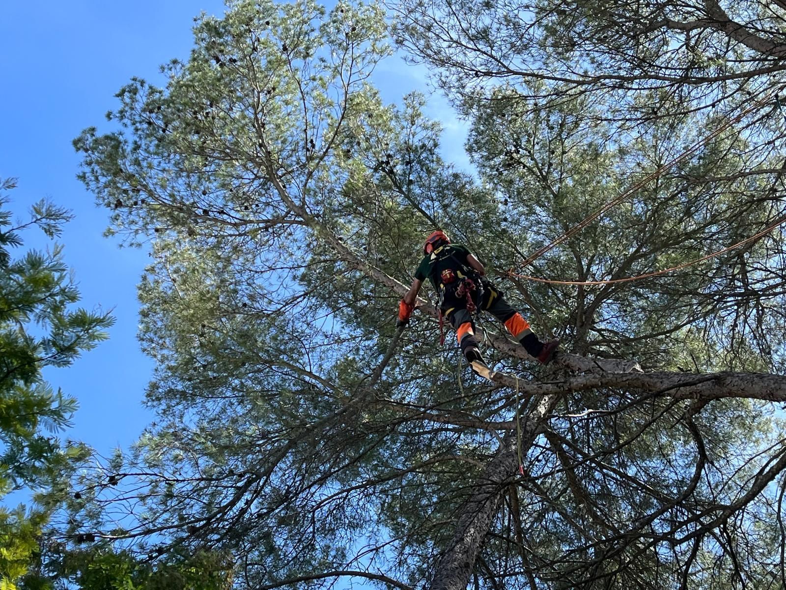 Travaux d'élagage avec un arboriste-grimpeur en suspension