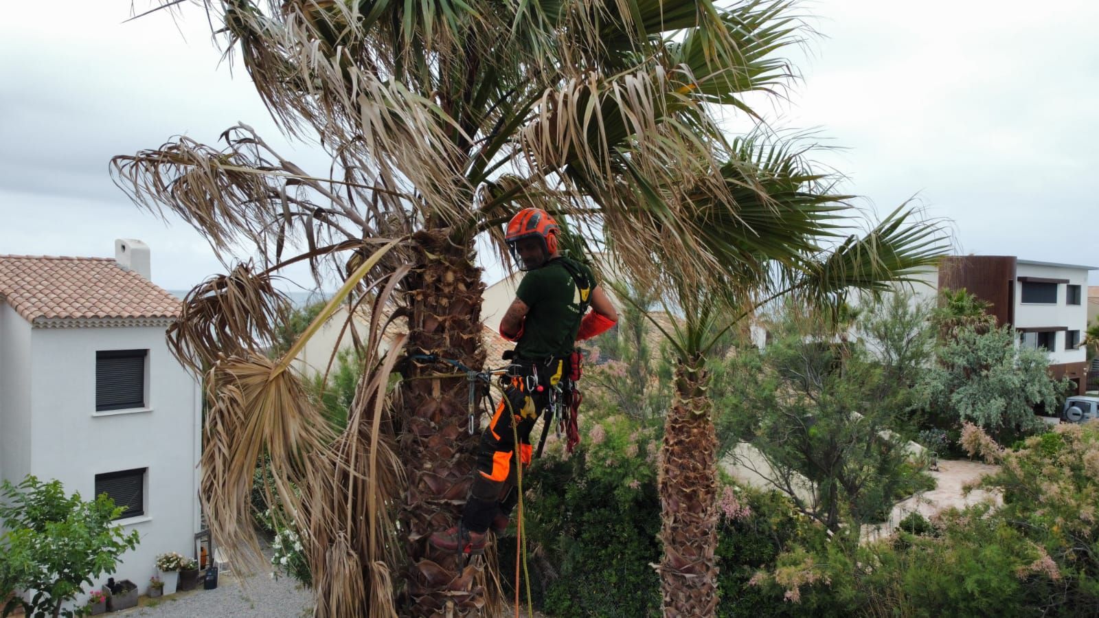 Taille d'un palmier par notre élagueur-grimpeur