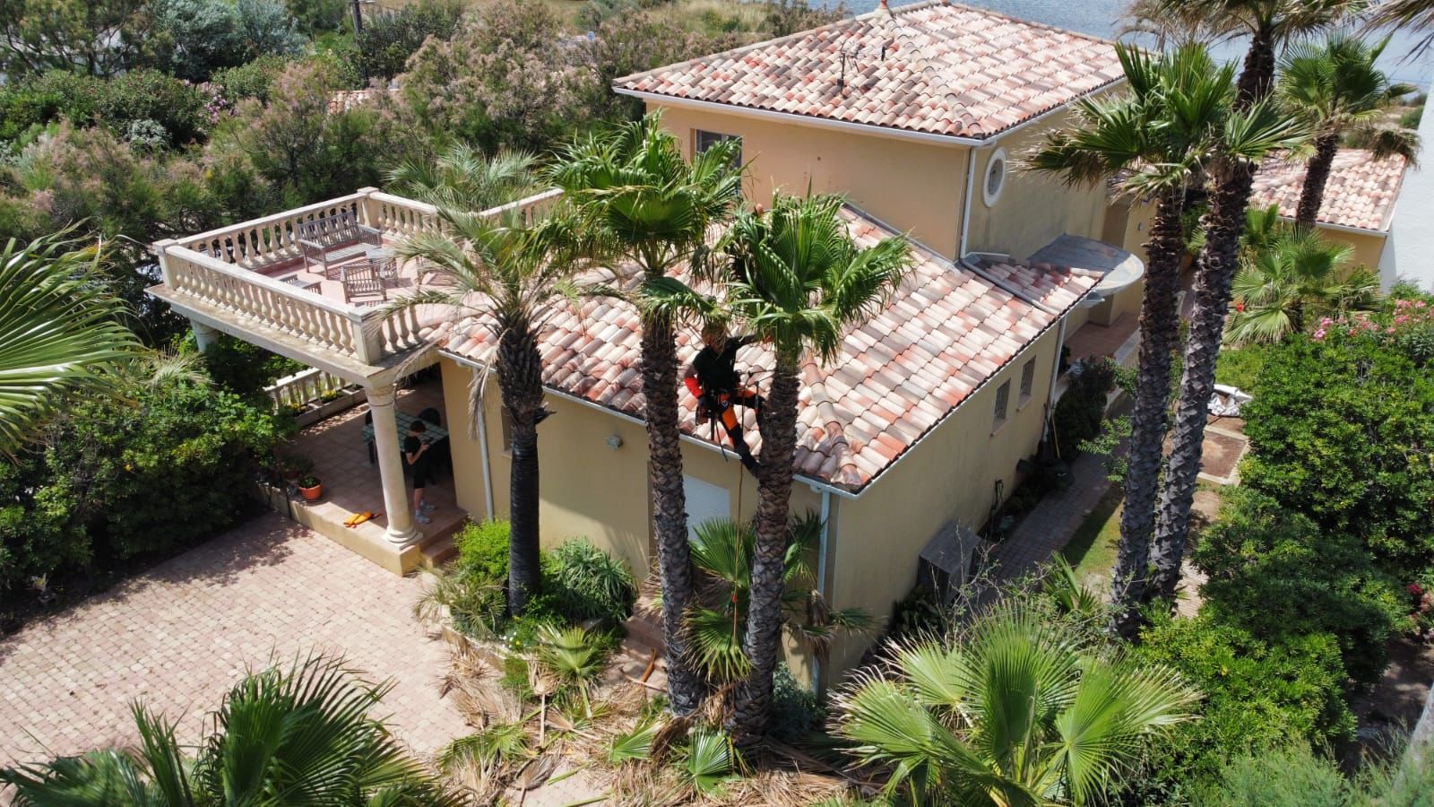 Soin sur des palmiers avec de l'élagage