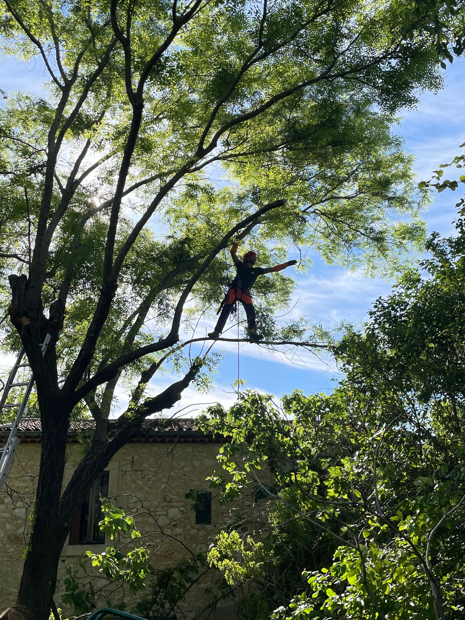 Taille délicate d'un arbre par notre élagueur-grimpeur