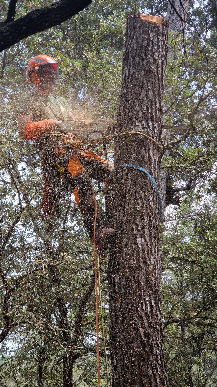 Abattage en cours d'un arbre avec une tronçonneuse