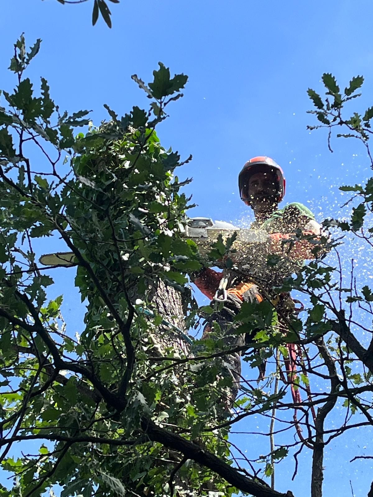 Démontage d'un arbre avec une tronçonneuse
