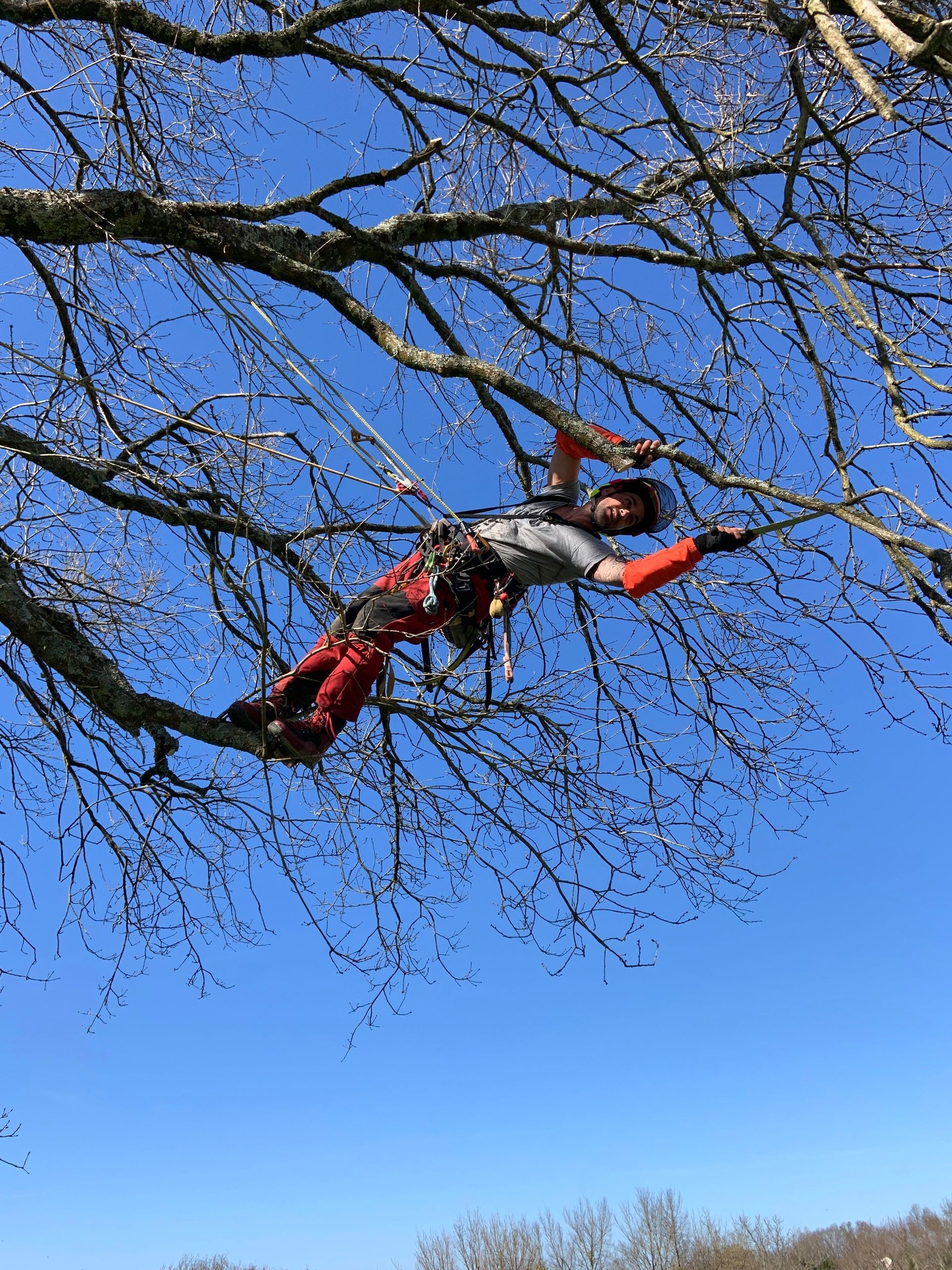 Coupe d'une branche pendant un élagage en hiver