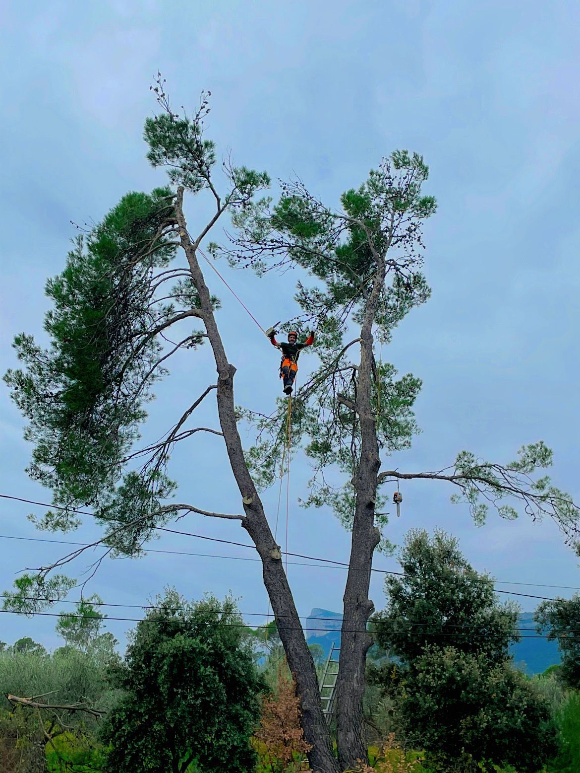 Intervention d'élagage d'arbre : arboriste-grimpeur suspendu entre deux arbres
