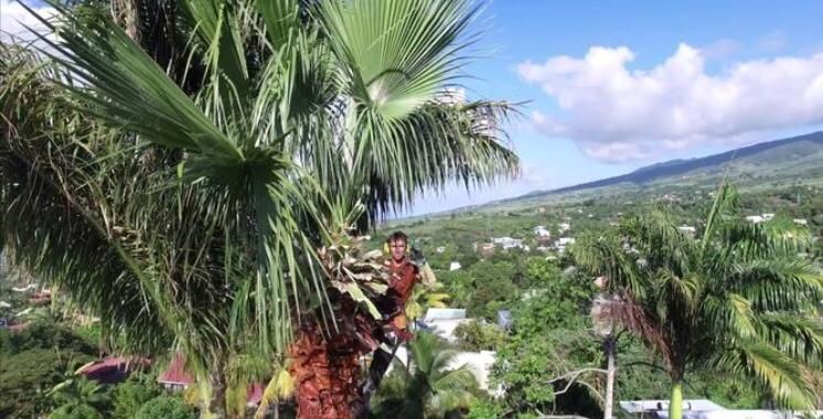 Elagueur dans un palmier