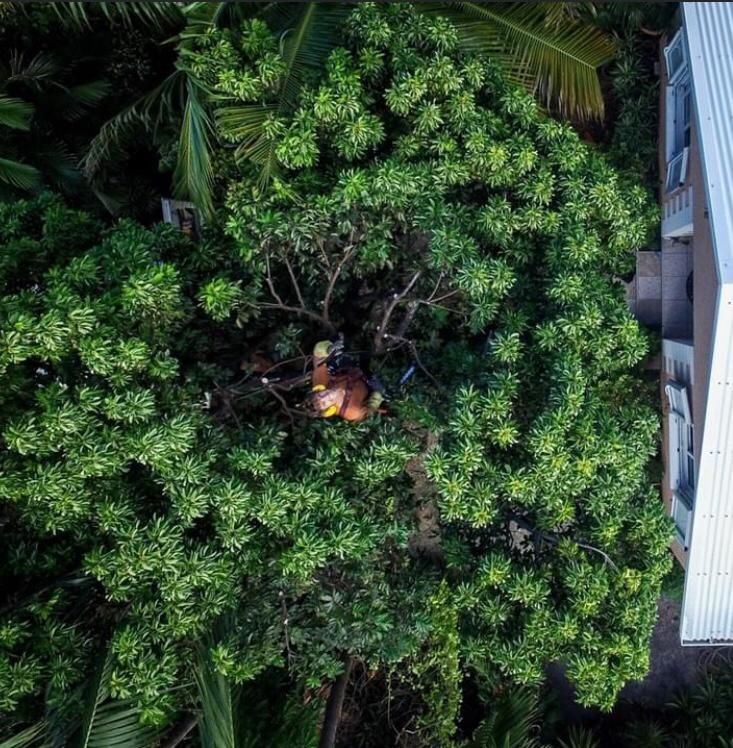 Prestation d'élagage