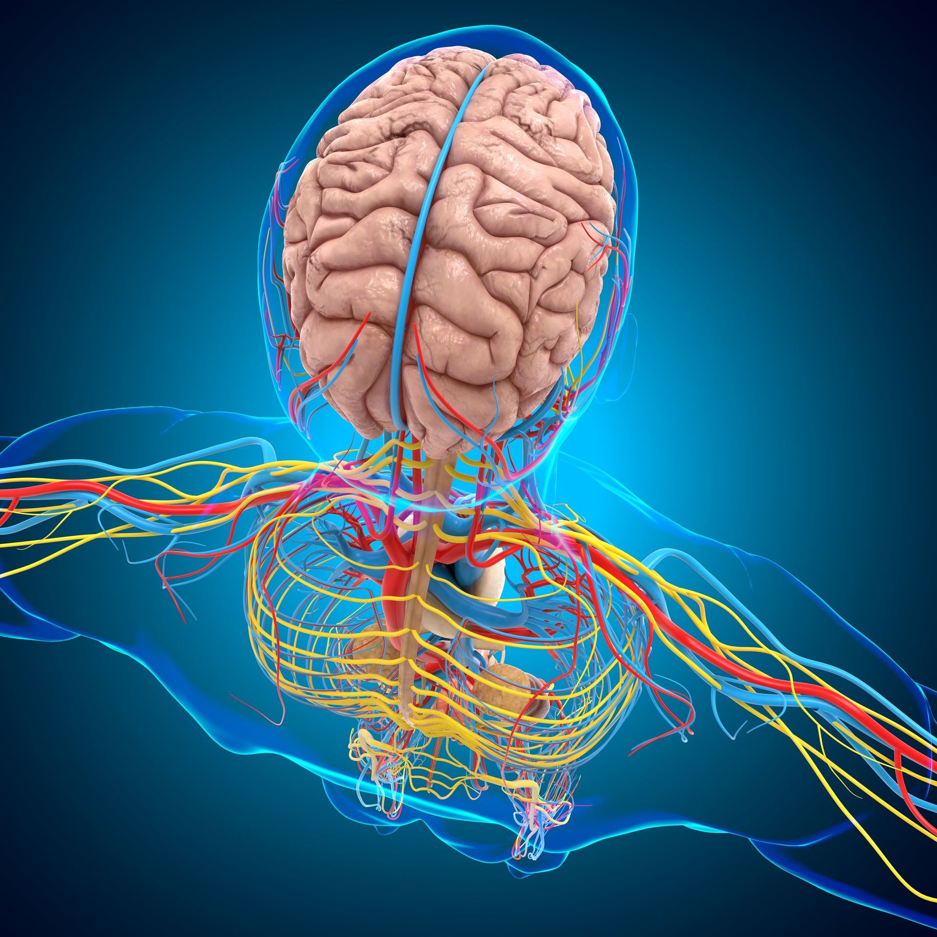 Eine 3D-Darstellung eines menschlichen Gehirns, umgeben von Venen und Arterien.