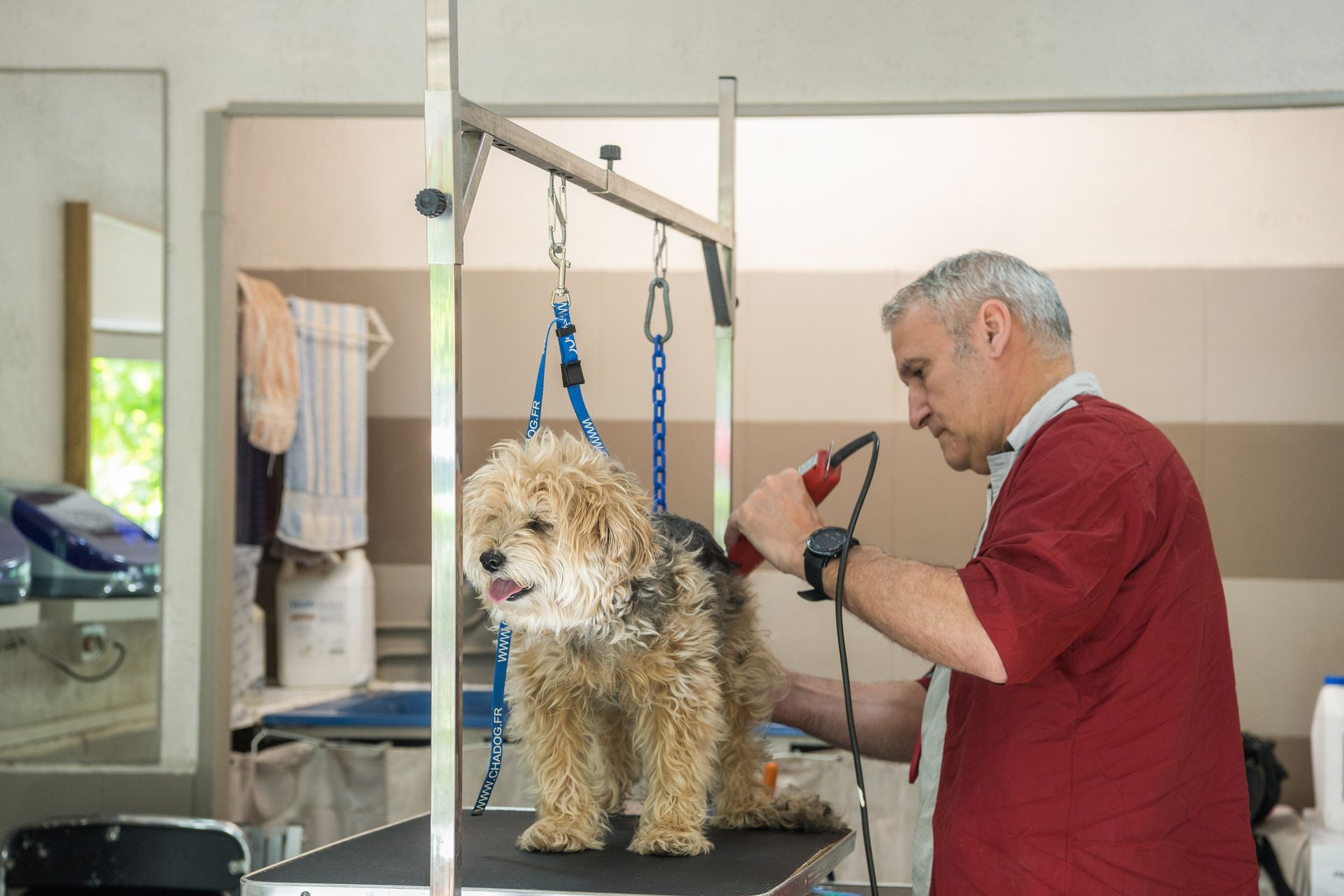 Un chien est toiletté sur une table par une personne tenant une tondeuse dans un salon de toilettage.
