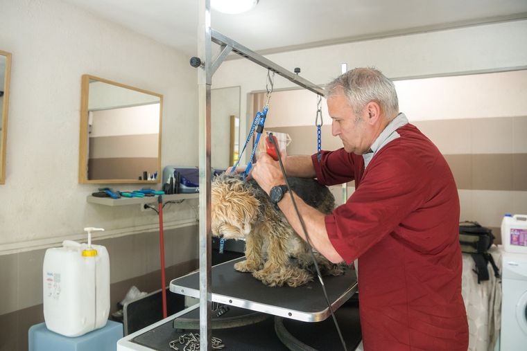 Table de toilettage pour chien avec un toiletteur en train de toiletter un petit chien à poils bouclés dans un salon de toilettage.