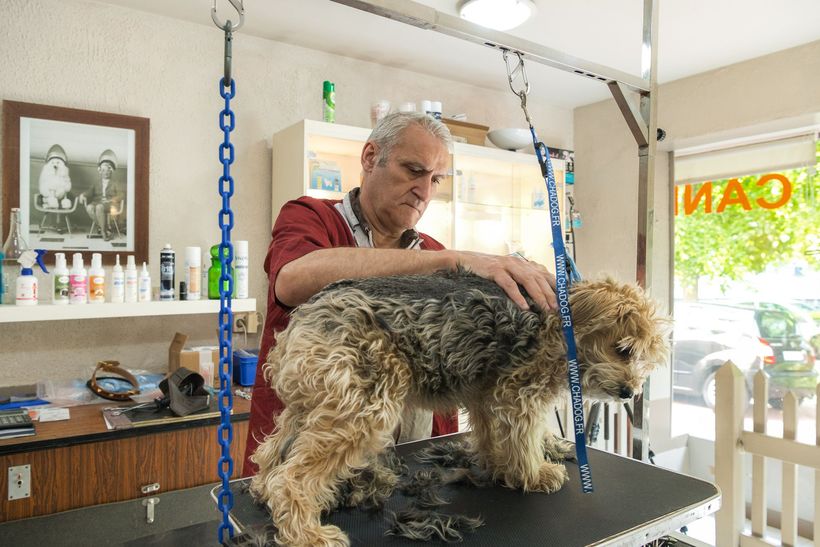 Un chien est toiletté sur une table par une personne dans un salon de toilettage pour animaux.