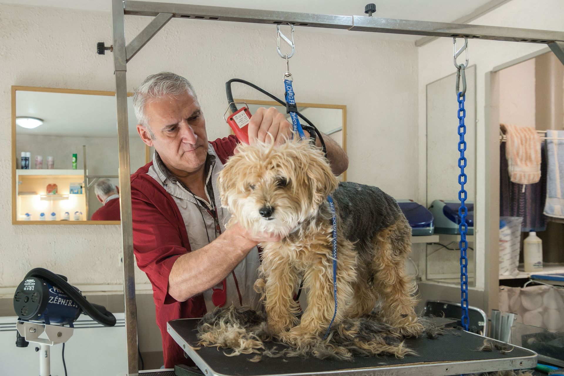 Chien sur une table de toilettage avec un toiletteur dans un salon, qui le maintient immobile pendant qu'il lui coupe le pelage.