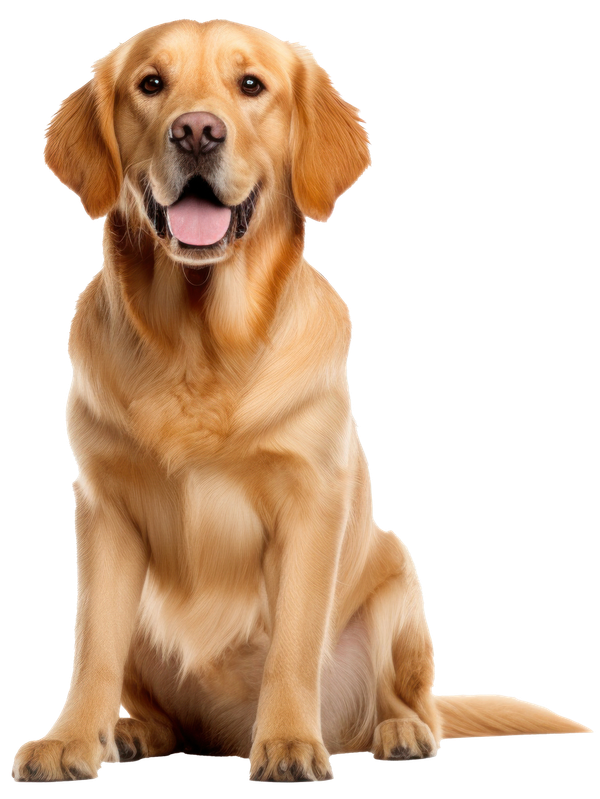 Golden retriever assis, face à l'avant, gueule ouverte et langue sortie.