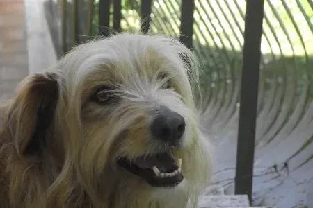 Un primer plano de un perro con la boca abierta.