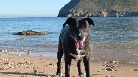 Un perro negro parado en una playa con la lengua afuera