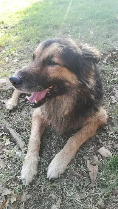 Un perro marrón y negro está tendido en el césped con la lengua afuera.