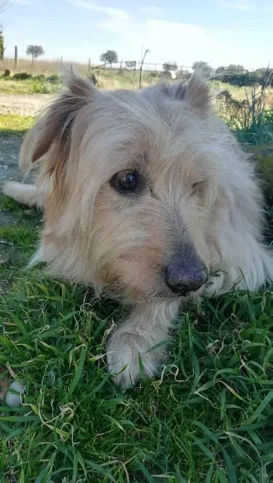 Un perro pequeño está acostado en el césped y mirando a la cámara.