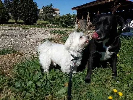 Un perro negro y un perro blanco están parados uno al lado del otro en el césped.