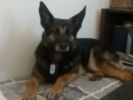 Un perro pastor alemán está tumbado en el suelo.